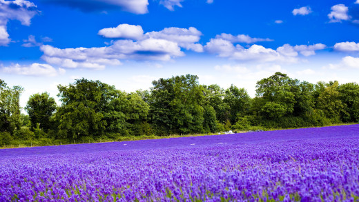 650975 (a): :1920x1080